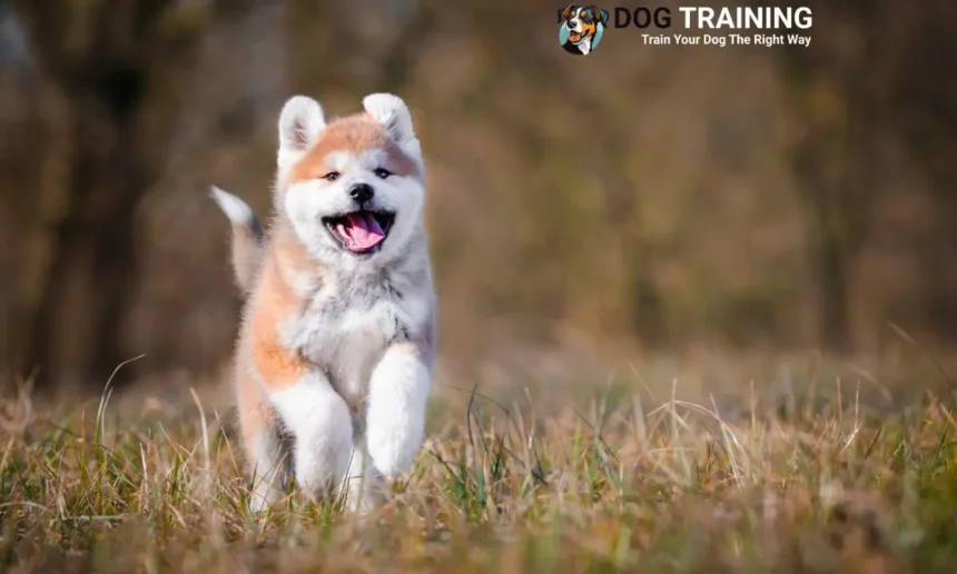 Akita Dog Price in India