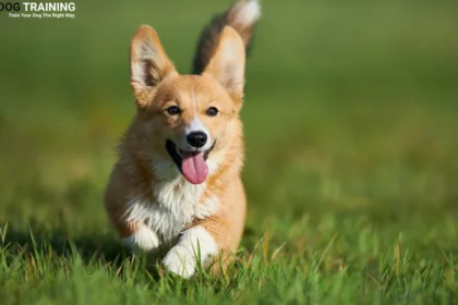 Corgi Dog Price in India