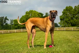 Great Dane Dog Price in India