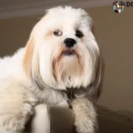 Lhasa Apso Price in India