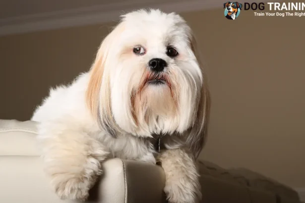 Lhasa Apso Price in India