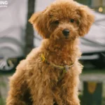 Poodle Dog Price in India