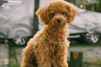 Poodle Dog Price in India