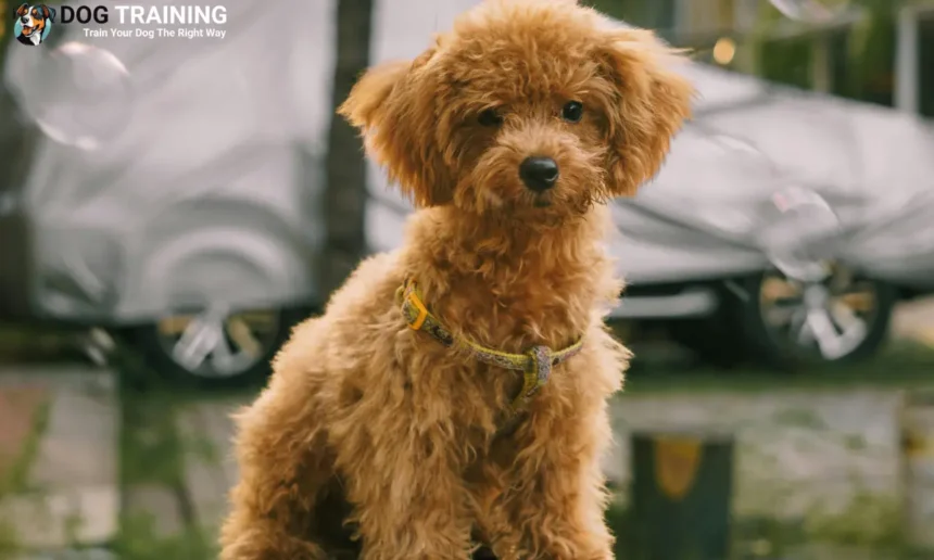 Poodle Dog Price in India