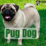 Pug Dog Price in India