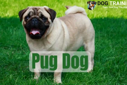 Pug Dog Price in India