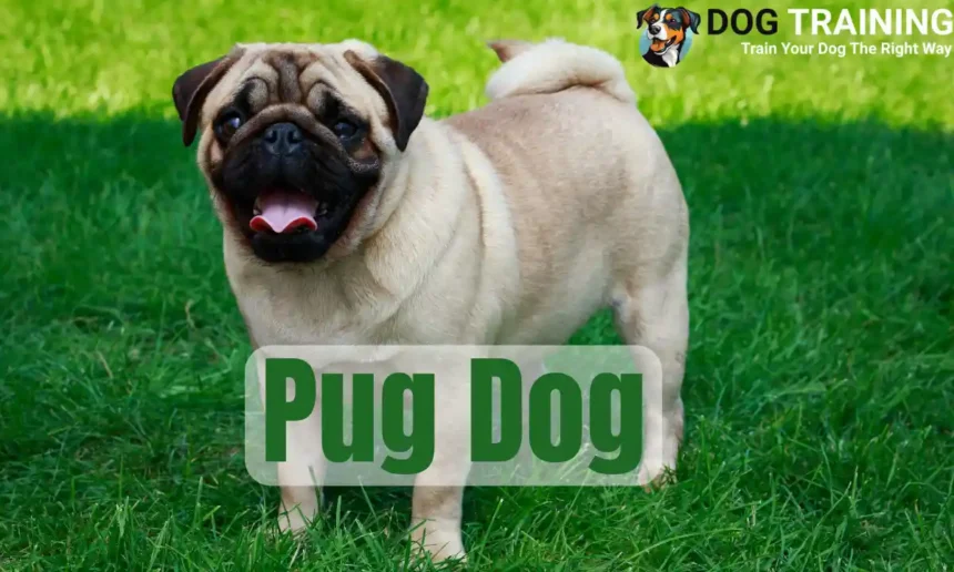 Pug Dog Price in India