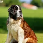 Saint Bernard Price in India