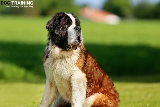 Saint Bernard Price in India