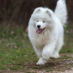 Samoyed Price in India