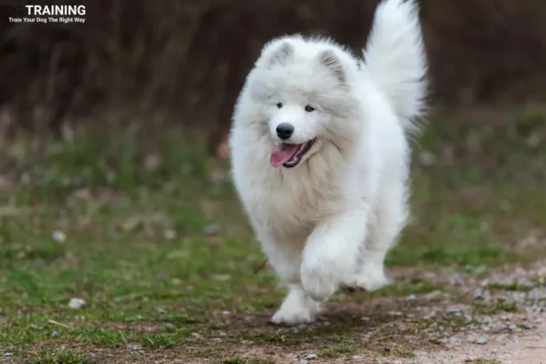Samoyed Price in India