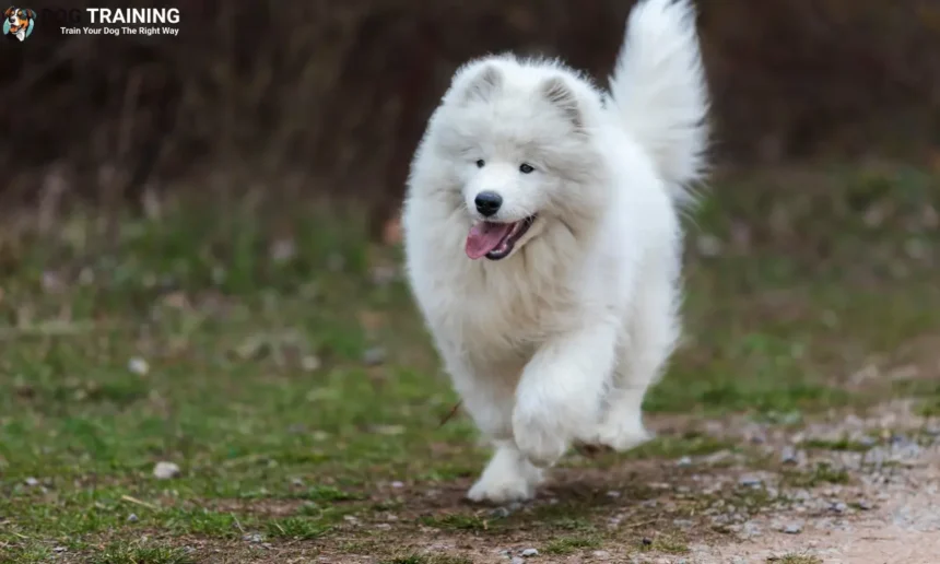 Samoyed Price in India