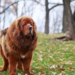 Tibetan Mastiff Price