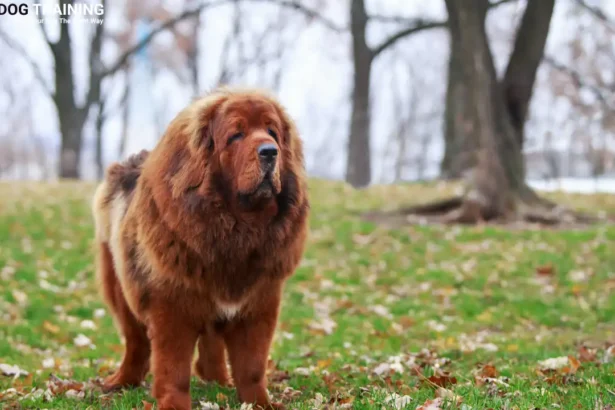 Tibetan Mastiff Price