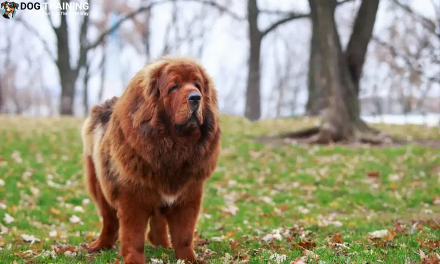 Tibetan Mastiff Price