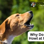 Why Do Dogs Howl at Night