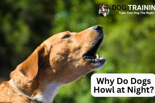 Why Do Dogs Howl at Night
