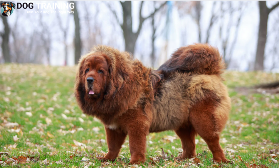 Factors That Tibetan Mastiff Pricing in India