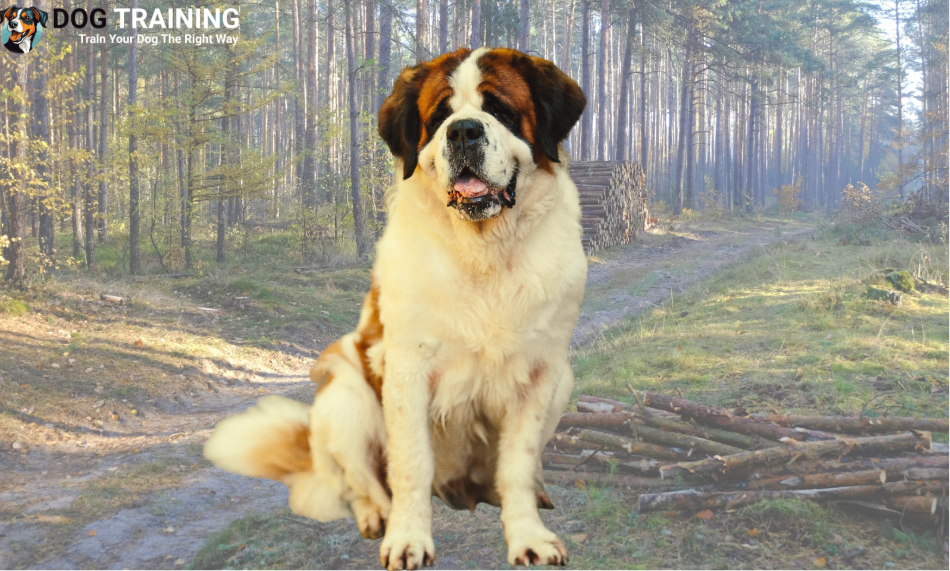 Saint Bernard Price in India