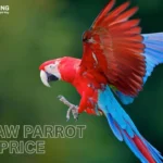 Macaw Parrot Price