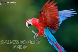 Macaw Parrot Price