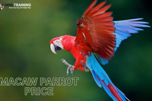 Macaw Parrot Price
