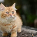 Munchkin Cat Price in India