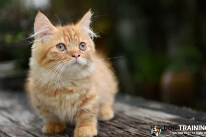 Munchkin Cat Price in India