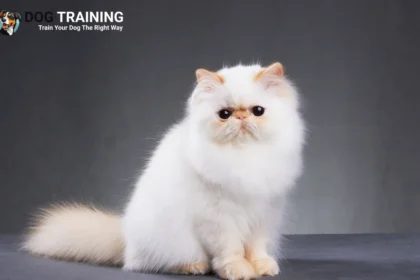 Persian Cat Price