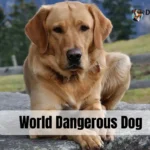 World Dangerous Dog