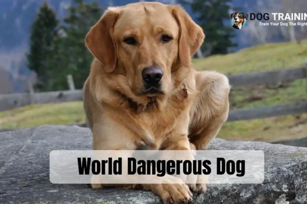 World Dangerous Dog
