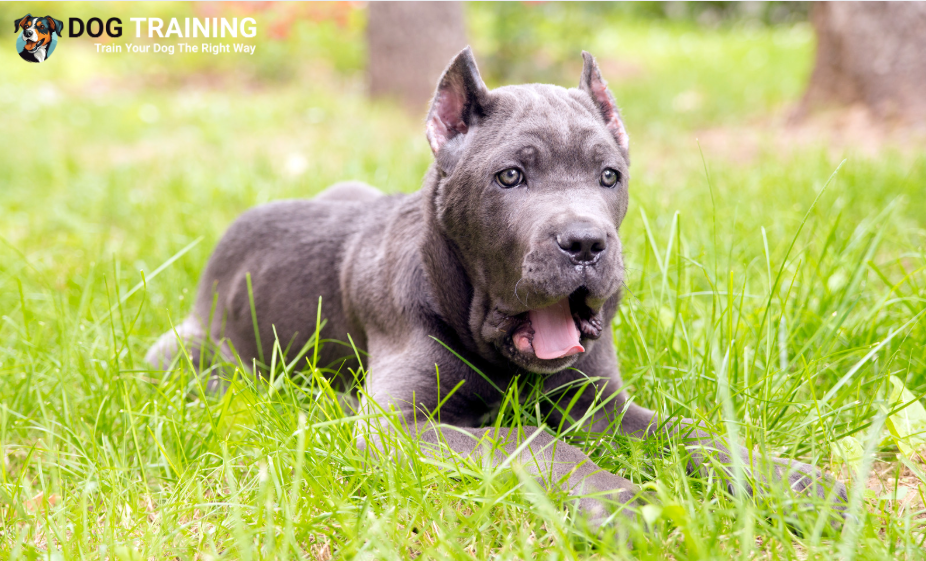Cane Corso Price in India?