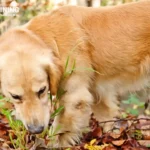 Why Is My Dog Eating Grass