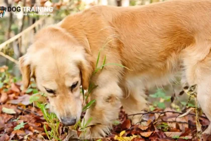 Why Is My Dog Eating Grass