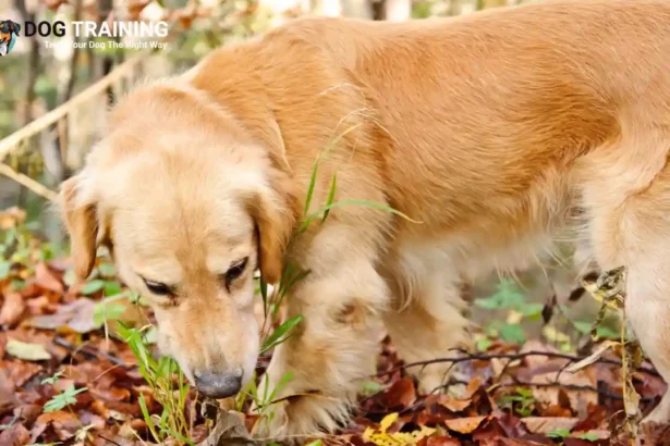 Why Is My Dog Eating Grass